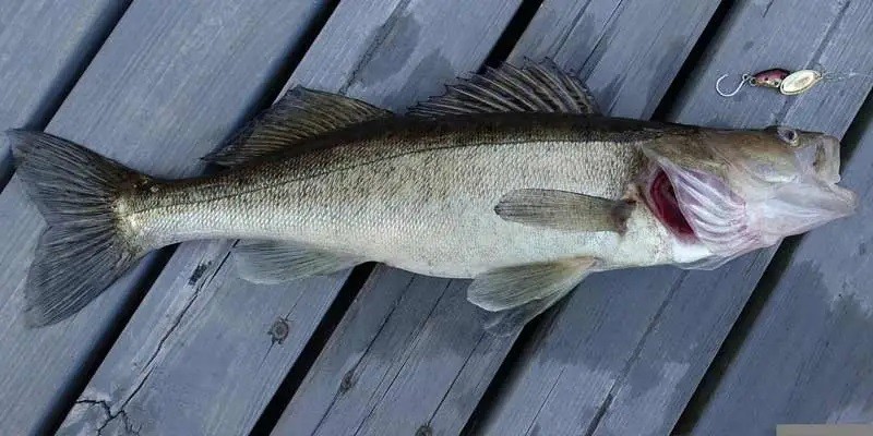 Can You Eat Walleye While Pregnant