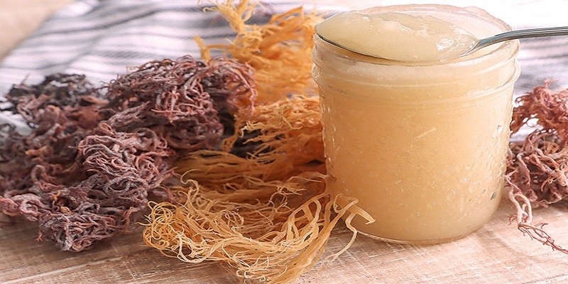 Can You Take Sea Moss While Pregnant