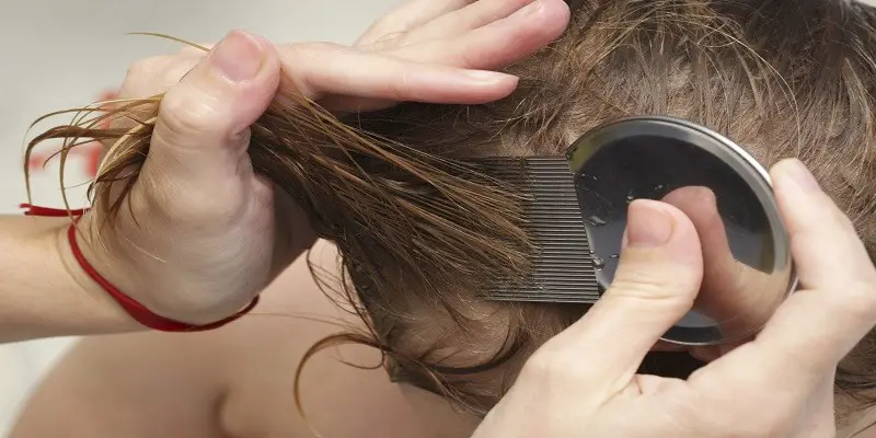 Do Lice Like Clean Or Dirty Hair