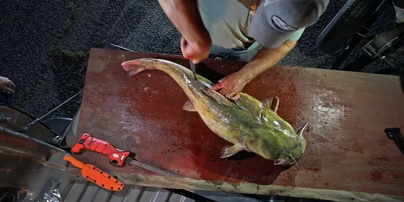 How To Clean Catfish?