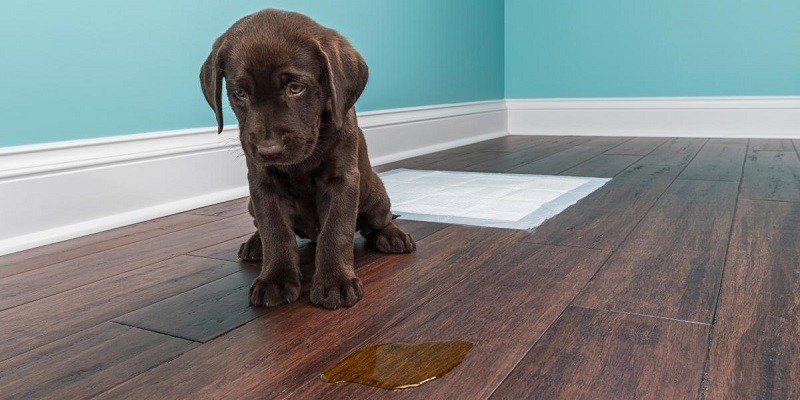 How To Clean Dog Urine From Hardwood Floors