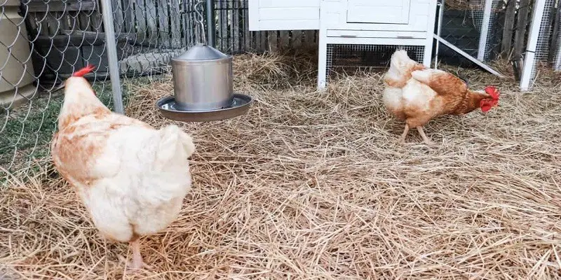 How To Keep Chicken’S Water Clean