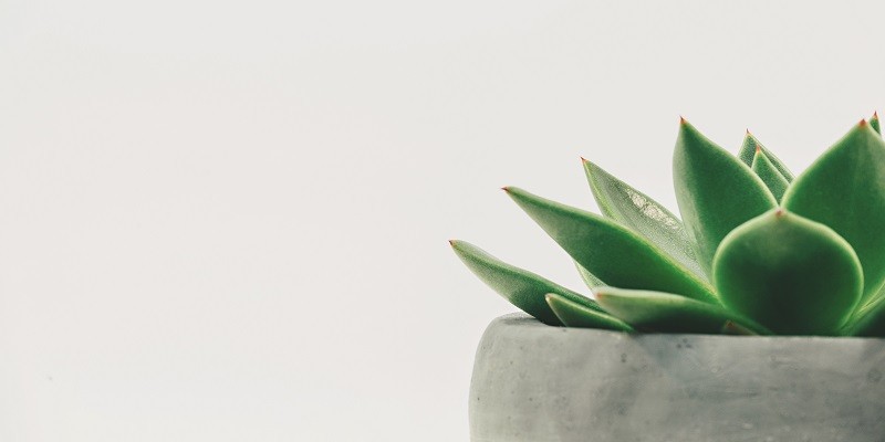 Succulent Magic Secrets to Designing Enchanting Arrangements