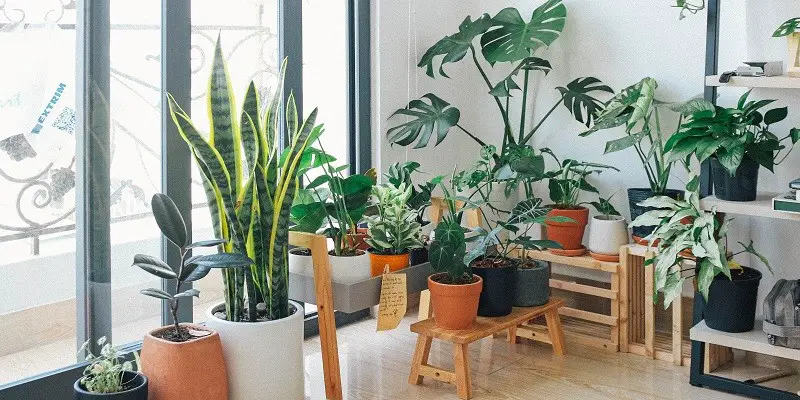 7 Plant Trends to Bring Nature Indoors