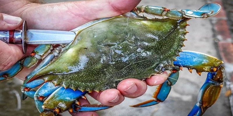 How To Clean A Blue Crab