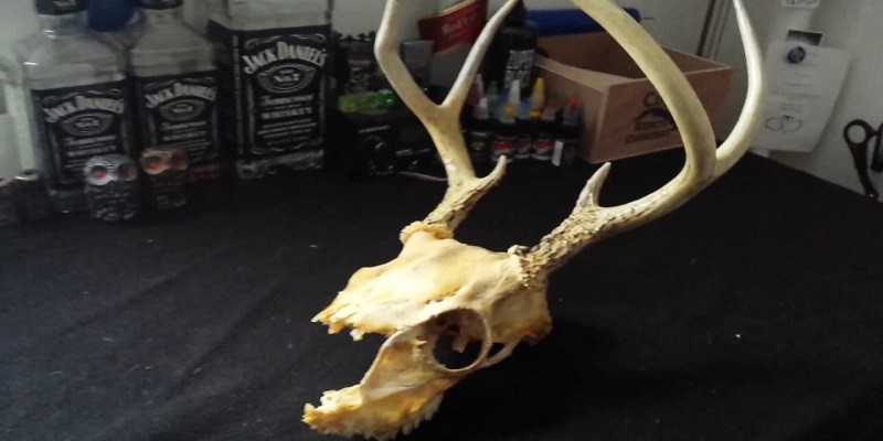 How To Clean A Deer Skull