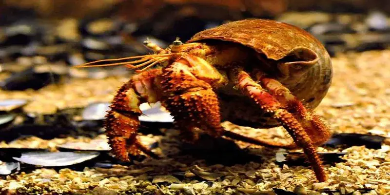 How To Clean A Hermit Crab Tank