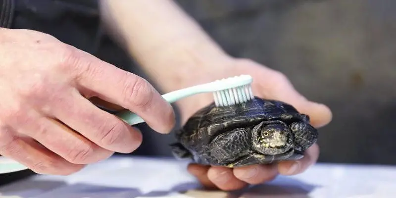 How To Clean A Turtle Shell
