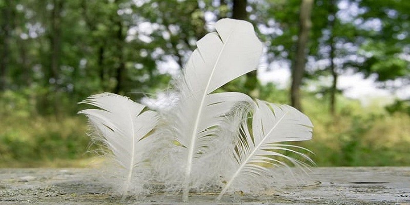 How To Clean Bird Feathers