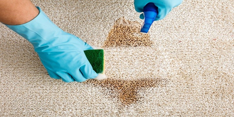 How To Clean Vomit Out Of Carpet