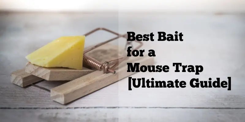Best Bait for a Mouse Trap