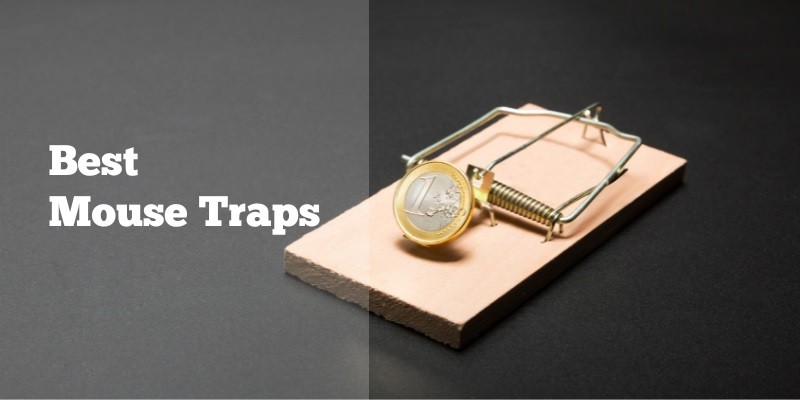 Best Mouse Traps