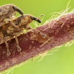 Dealing with Pest Invasion 5 Safe Ways to Get Rid of The Bugs