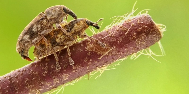 Dealing with Pest Invasion 5 Safe Ways to Get Rid of The Bugs