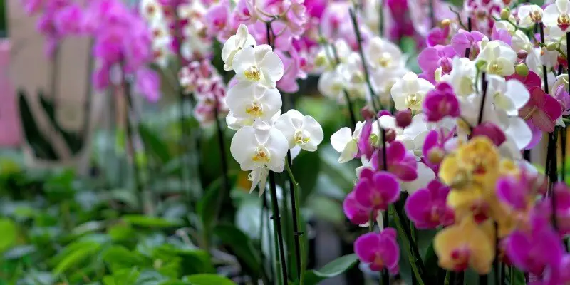 Orchid+for+Feng+Shui..