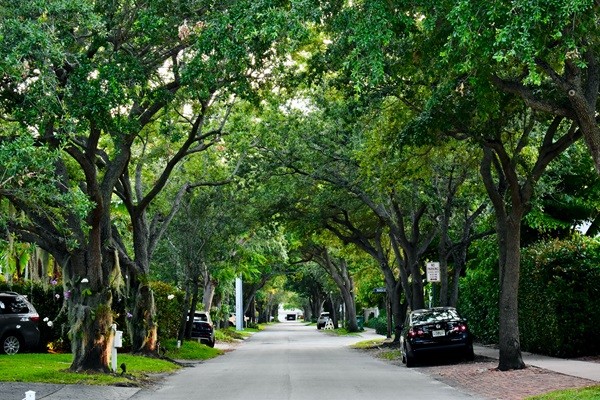 Suburban street in Miami with a lot of big trees on every side