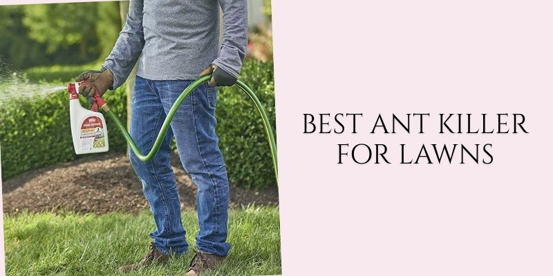 best ant killer for lawns