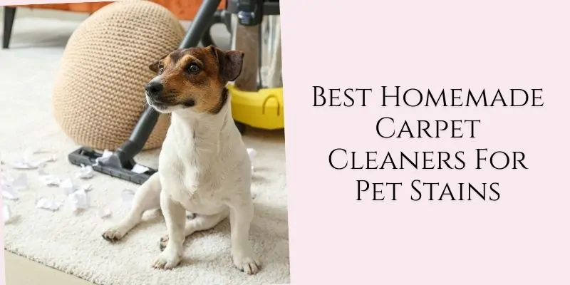 best homemade carpet cleaners for pet stains