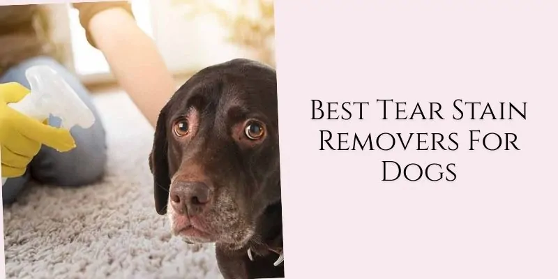 best tear stain removers for dogs