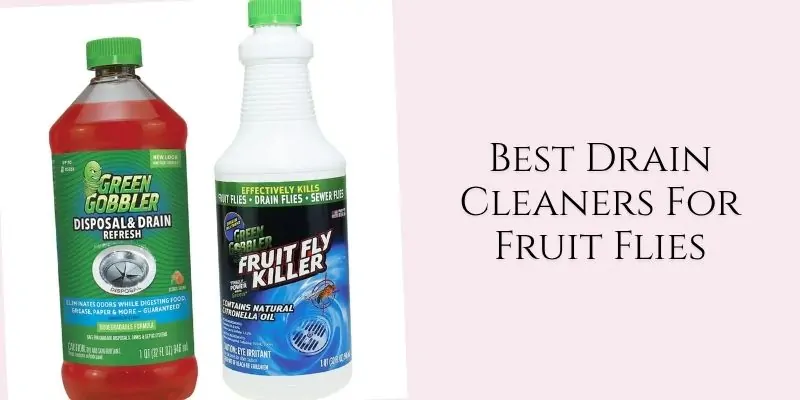 best drain cleaners for fruit flies