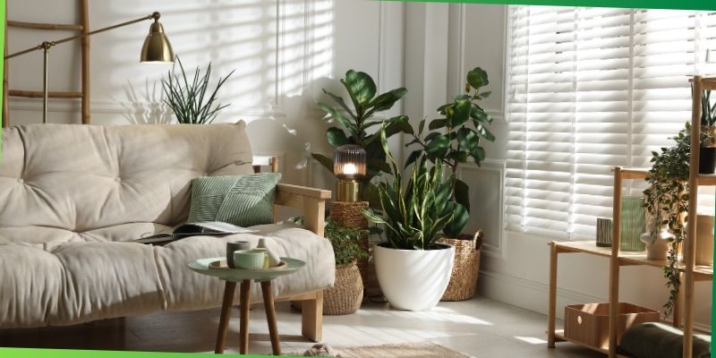 best indoor plants for family living spaces