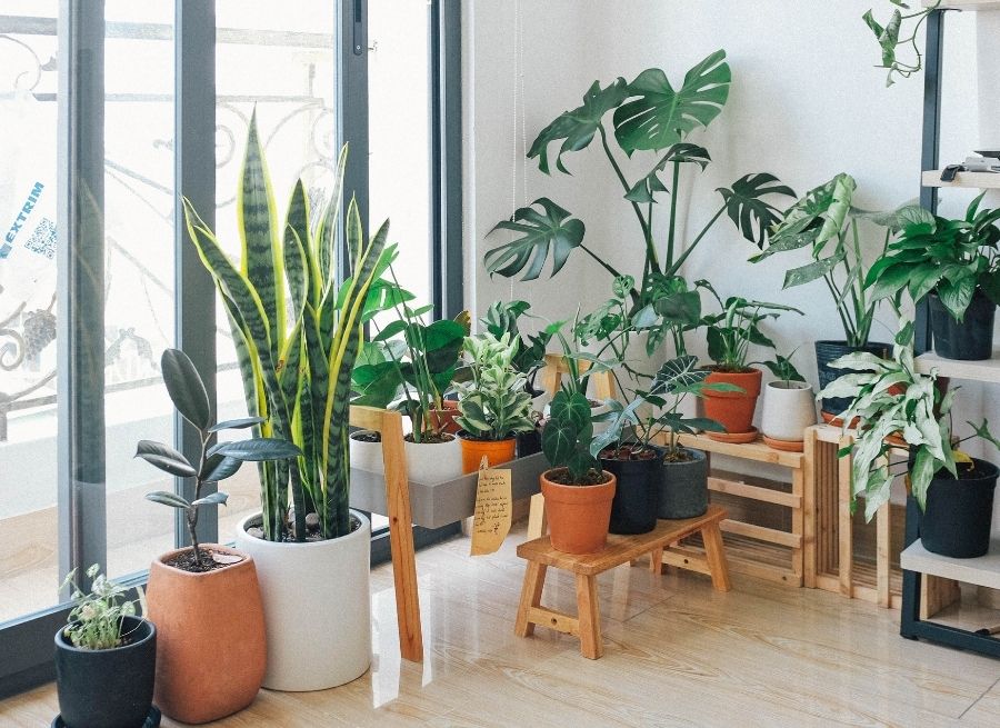 best indoor plants for family living spaces