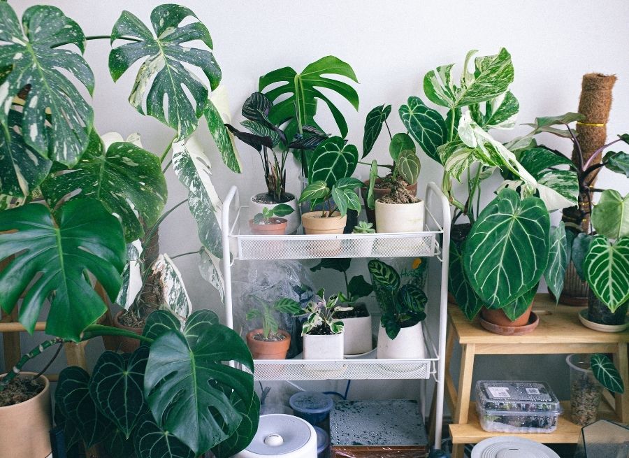 best indoor plants for family living spaces